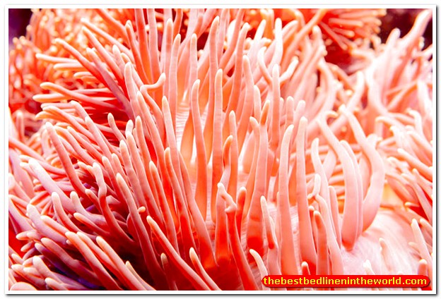 Cam-hung-mau-living-coral